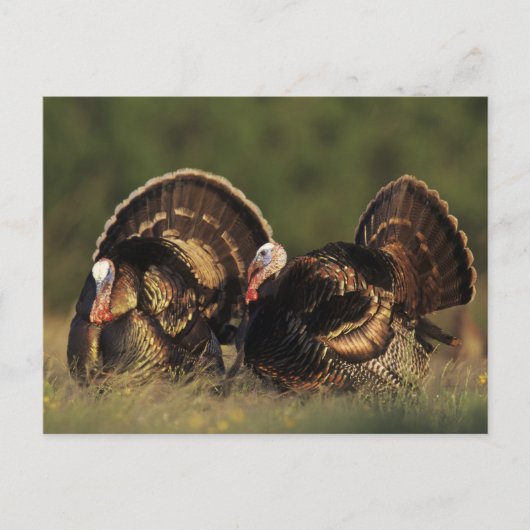 Wild Turkey, Meleagris gallopavo, mannetjes Briefkaart (Voorkant)