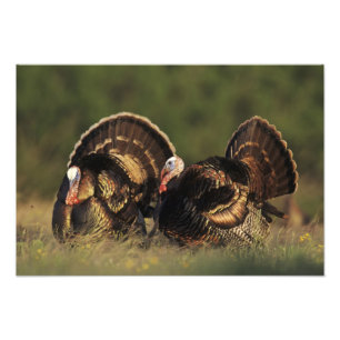 Wild Turkey, Meleagris gallopavo, mannetjes Foto Afdruk