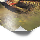 Wild Turkey, Meleagris gallopavo, mannetjes Foto Afdruk (Hoek)