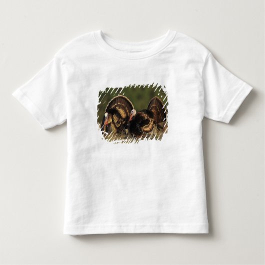 Wild Turkey, Meleagris gallopavo, mannetjes Kinder Shirts (Voorkant)