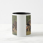 Wild Turkey, Meleagris gallopavo, mannetjes Mok (Midden)