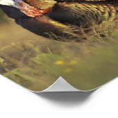 Wild Turkey, Meleagris gallopavo, mannetjes Poster (Hoek)