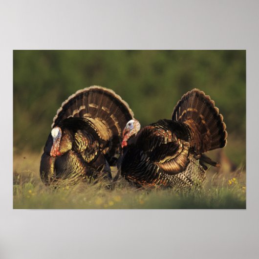 Wild Turkey, Meleagris gallopavo, mannetjes Poster (Voorkant)