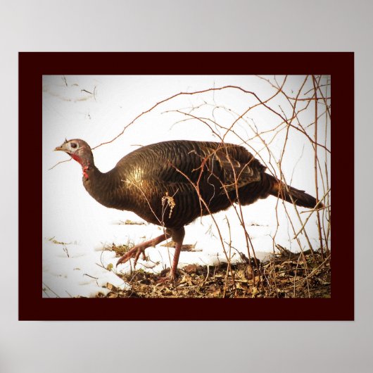 Wild Turkey Poster (Voorkant)
