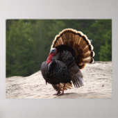 Wild Turkey Poster (Voorkant)