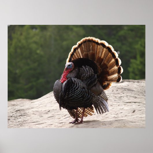 Wild Turkey Poster (Voorkant)