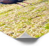 Wild Turkey Poster (Hoek)