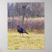 Wild Turkey Poster (Voorkant)