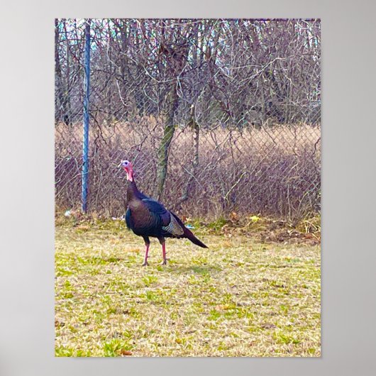 Wild Turkey Poster (Voorkant)