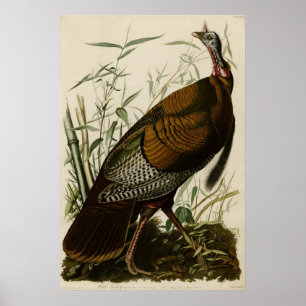 Wild Turkey Poster