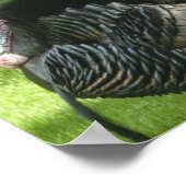 Wild Turkey Poster Print (Hoek)