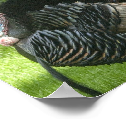 Wild Turkey Poster Print (Hoek)