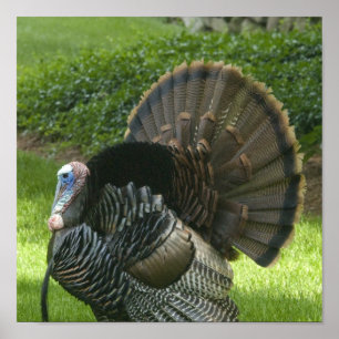 Wild Turkey Poster Print