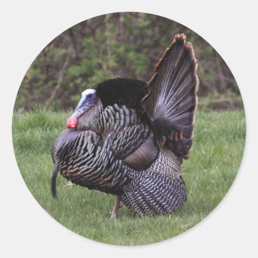 Wild Turkey Ronde Sticker (Voorkant)