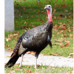 Wild Turkey Staand Fotobeeldje<br><div class="desc">Foto van Kevin the Wethersfield turkey</div>