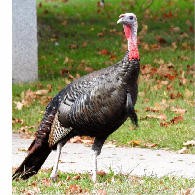 Wild Turkey Staand Fotobeeldje (Voorkant)