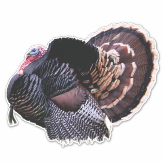 Wild Turkey Sticker (Voorkant)