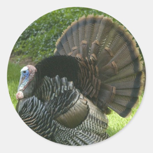 Wild Turkey Stickers (Voorkant)
