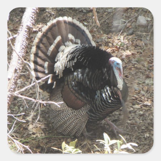 Wild Turkey Strutting for the Dames Vierkante Sticker (Voorkant)