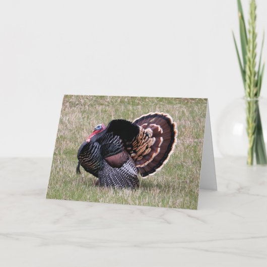 Wild Turkey Thanksgiving Feestdagen Kaart (Voorkant)