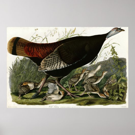 Wild Turkey The Birds of America by James Audubon Poster (Voorkant)