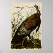Wild Turkey The Birds of America by James Audubon Poster (Voorkant)
