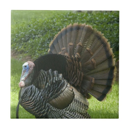 Wild Turkey Tile Tegeltje (Voorkant)