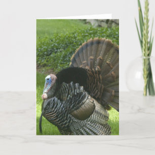Wild Turkey Wenskaart Feestdagen Kaart
