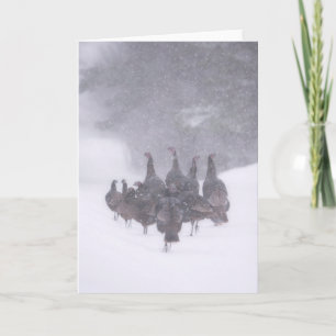 Wild Turkey Wenskaart Kaart