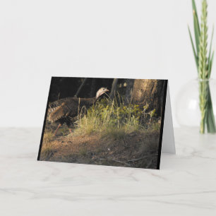 Wild Turkey Wenskaart Kaart