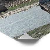 Wild Turkeys Foto Poster (Hoek)