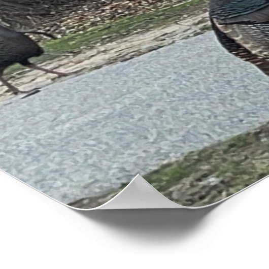 Wild Turkeys Foto Poster (Hoek)