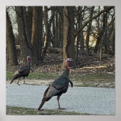 Wild Turkeys Foto Poster (Voorkant)