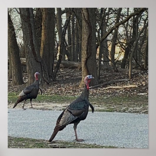 Wild Turkeys Foto Poster (Voorkant)