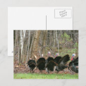 Wild Turkeys Foto van Lorette Starr Briefkaart (Voorkant / Achterkant)