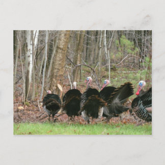 Wild Turkeys Foto van Lorette Starr Briefkaart