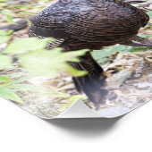 Wild Turkije Fotografie Print Foto Afdruk (Hoek)