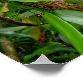 Wild Vanilla Orchid Vines Poster (Hoek)