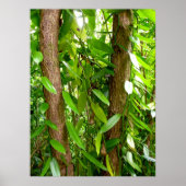 Wild Vanilla Orchid Vines Poster (Voorkant)