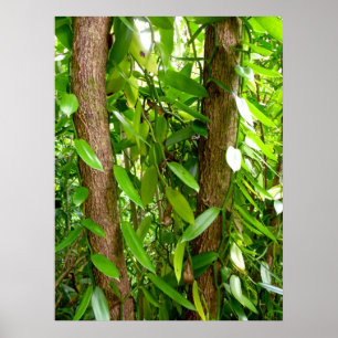 Wild Vanilla Orchid Vines Poster