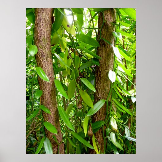 Wild Vanilla Orchid Vines Poster (Voorkant)