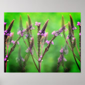 Wild Vervain Flowers Multiplied Poster (Voorkant)