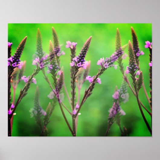 Wild Vervain Flowers Multiplied Poster (Voorkant)