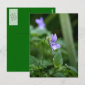 Wild Violet 1 Briefkaart (Voorkant / Achterkant)