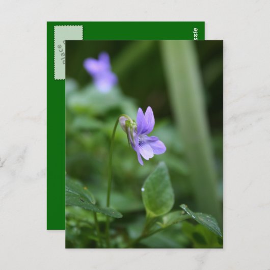 Wild Violet 1 Briefkaart (Voorkant / Achterkant)