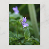 Wild Violet 1 Briefkaart (Voorkant)