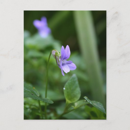 Wild Violet 1 Briefkaart (Voorkant)