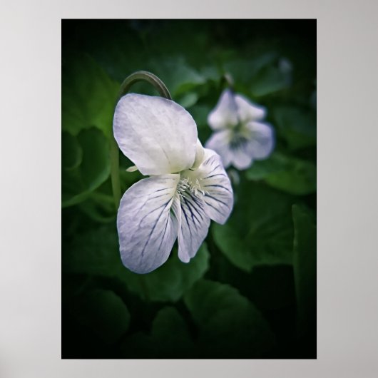 Wild Violet Flower Photographic Art Print Portret (Voorkant)