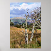 WILD WALES POSTER (Voorkant)