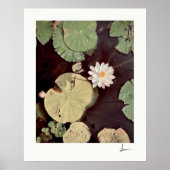 Wild Water Lily Floating Lily Pads Foto in ingelij Poster (Voorkant)